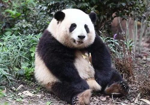 网红大熊猫吃饭视频播放,萌态可掬的用餐瞬间